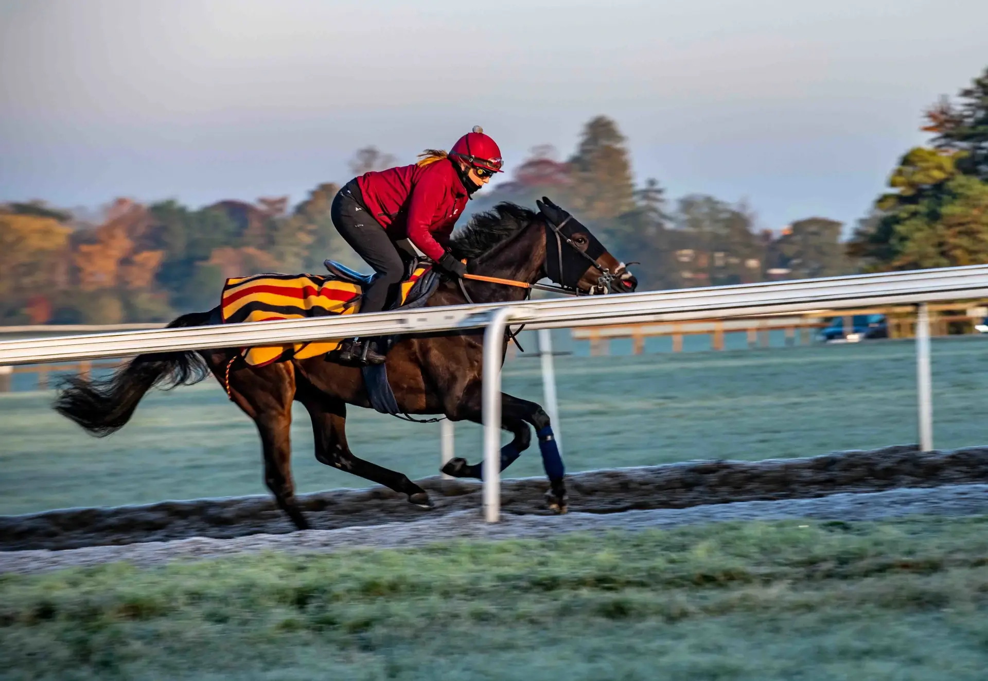 Horse training yard photography