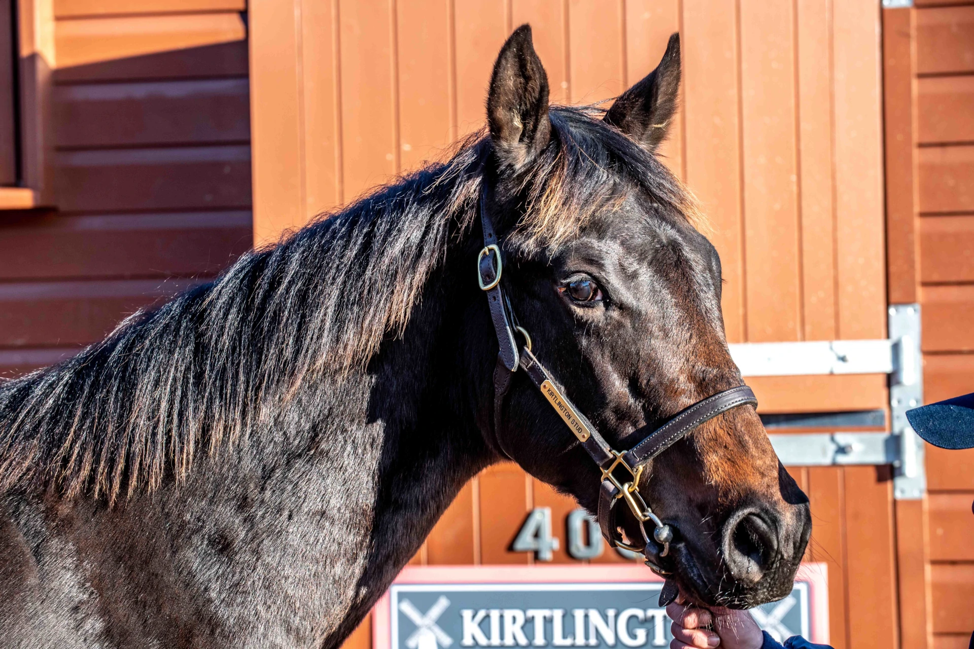 Professional equine photography session