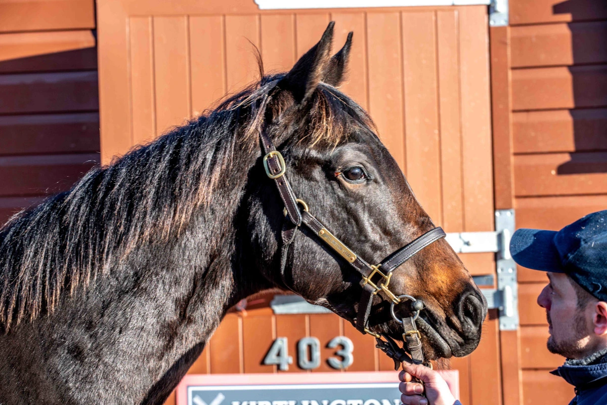 Equine Photography