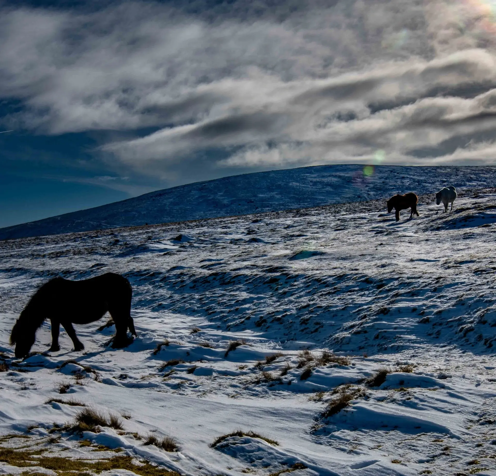 Wild ponies grazing on snowy mountain plateau