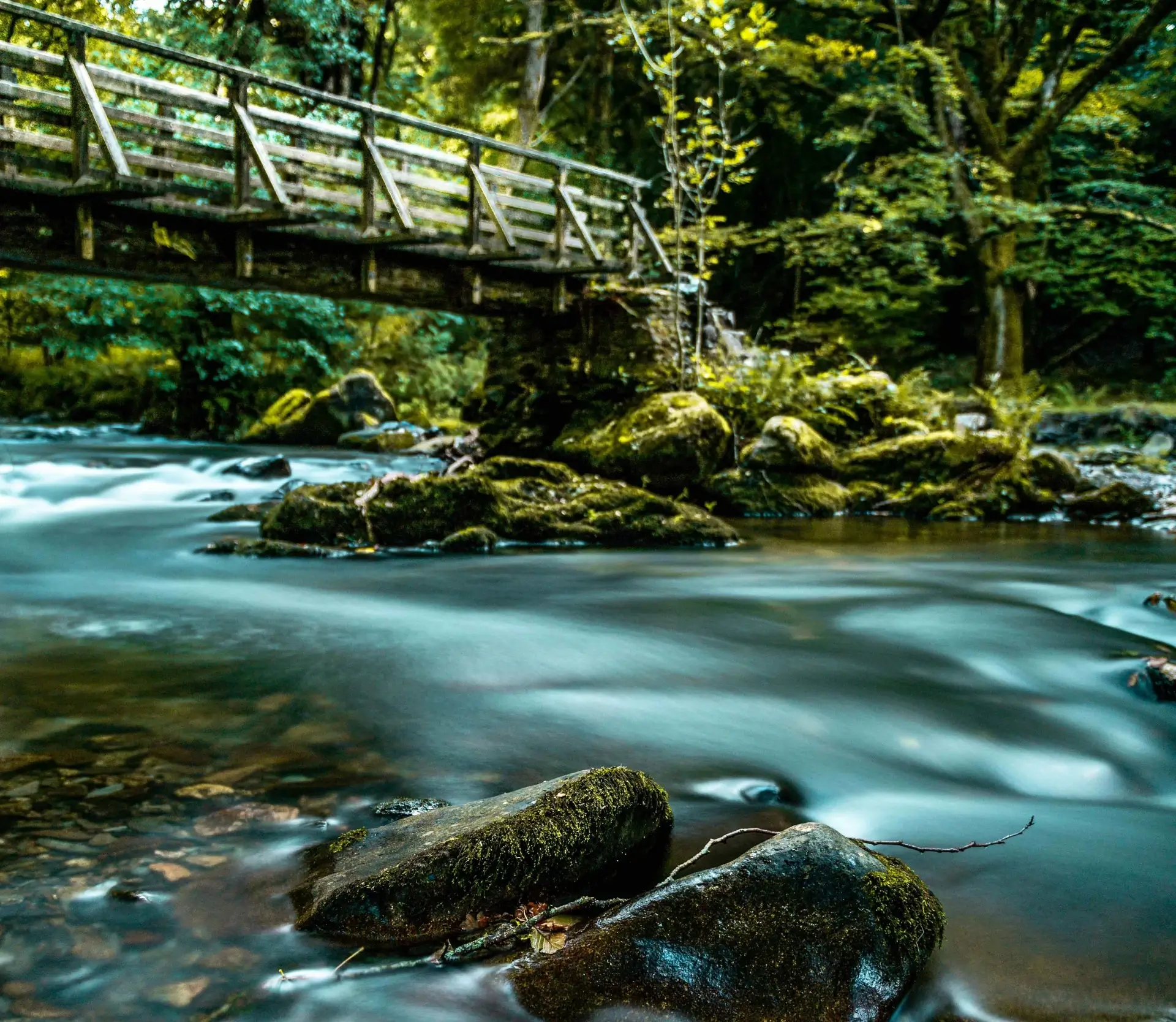 Woodland landscape photography